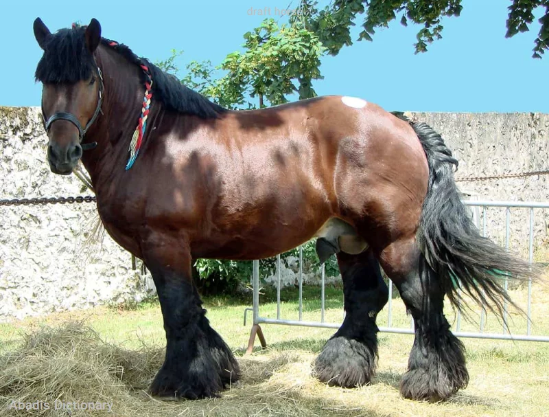 draft horse